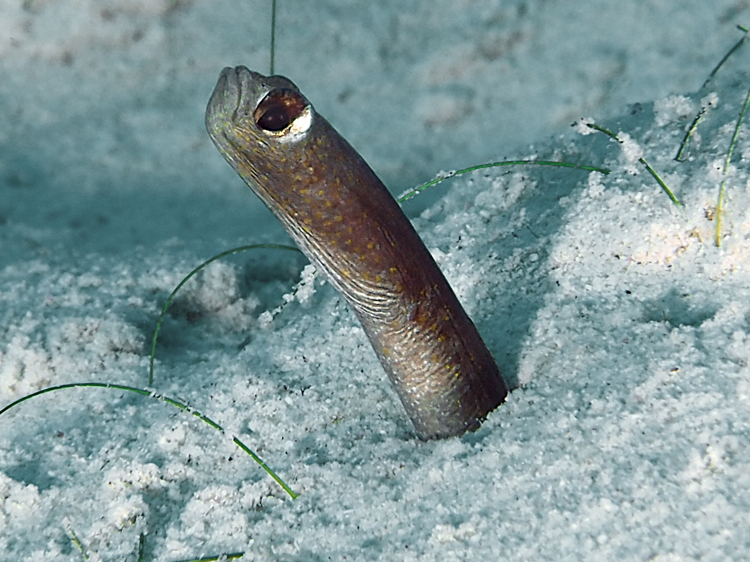 Brown Garden Eel - Heteroconger longissimus