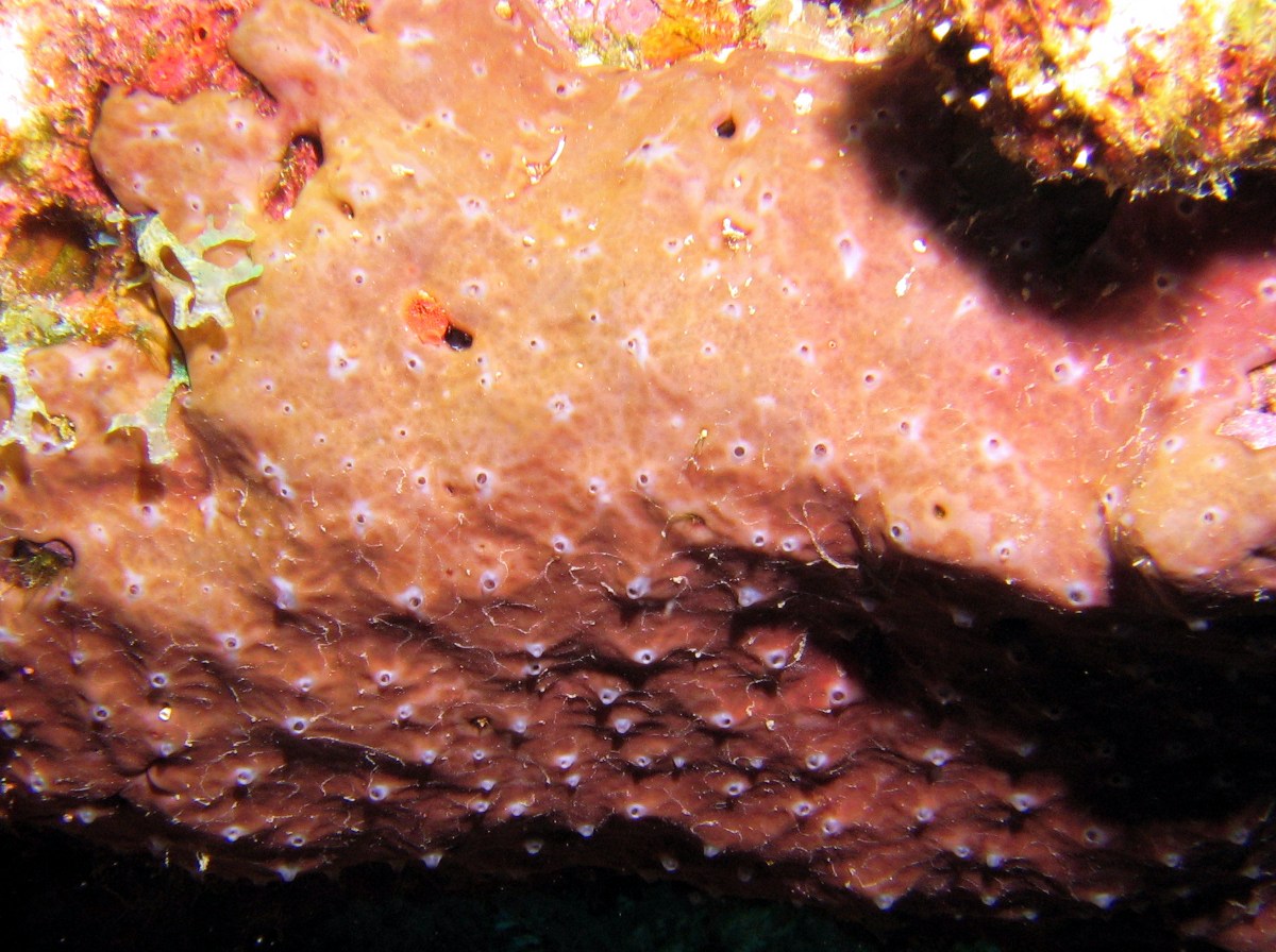 Cliona caribbaea - Cliona caribbaea - Bonaire