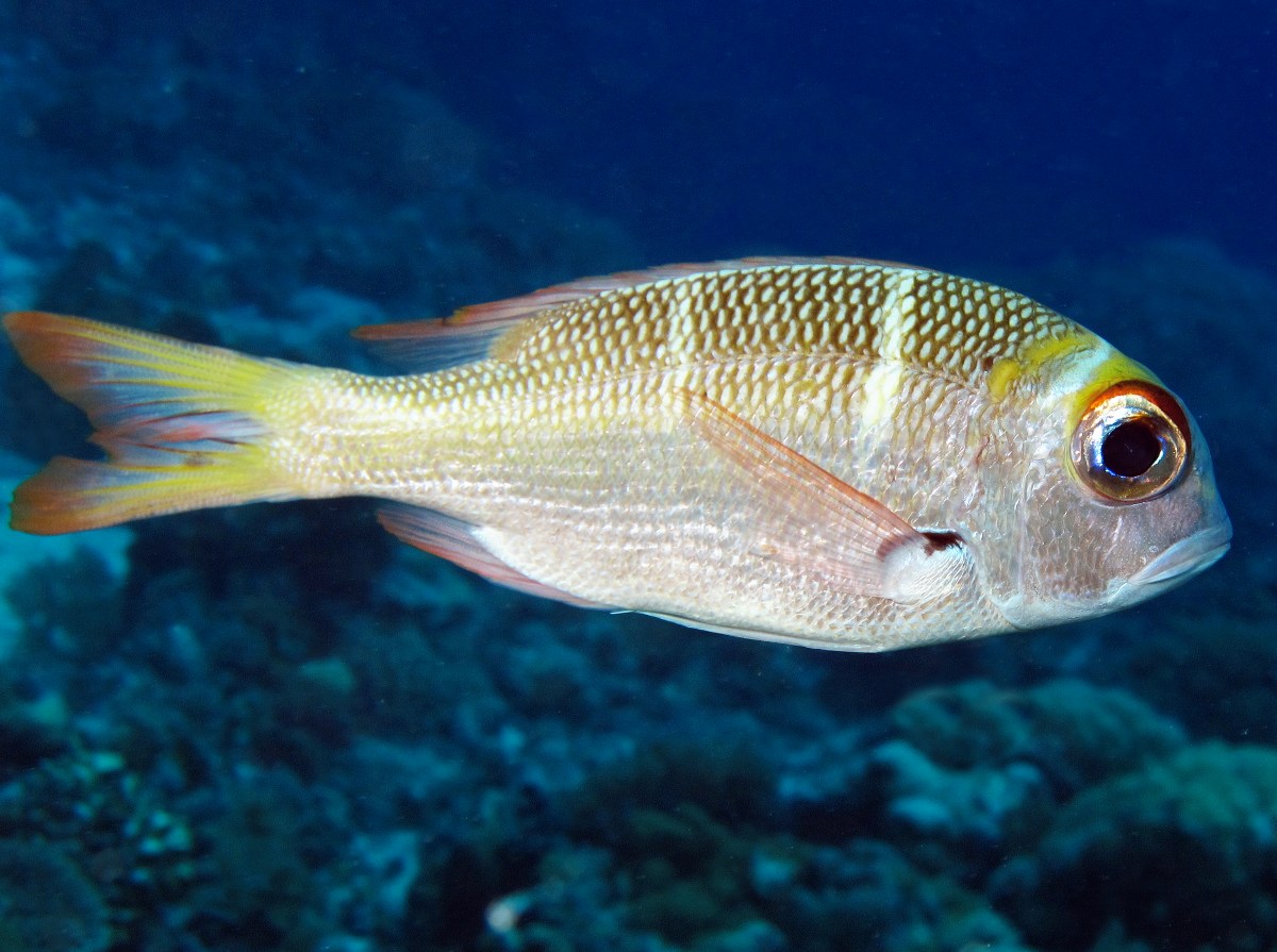 Humpnose Bigeye Bream - Monotaxis grandoculis