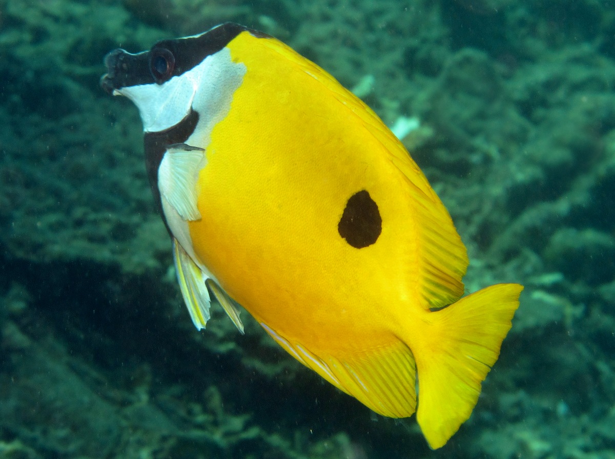 Onespot Rabbitfish - Siganus unimaculatus - Dumaguete, Philippines
