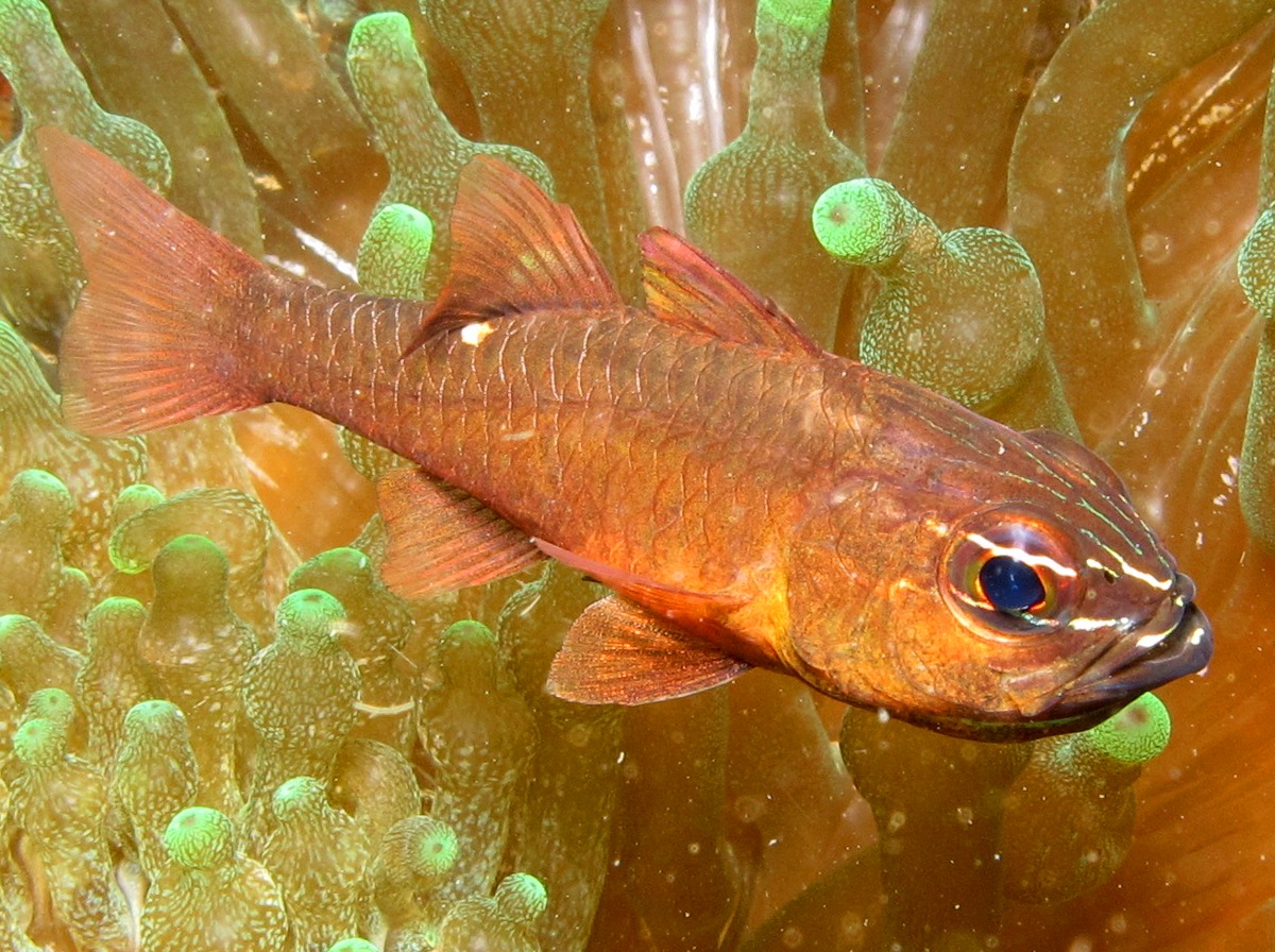 Moluccan Cardinalfish - Ostorhinchus moluccensis - Dumaguete, Philippines