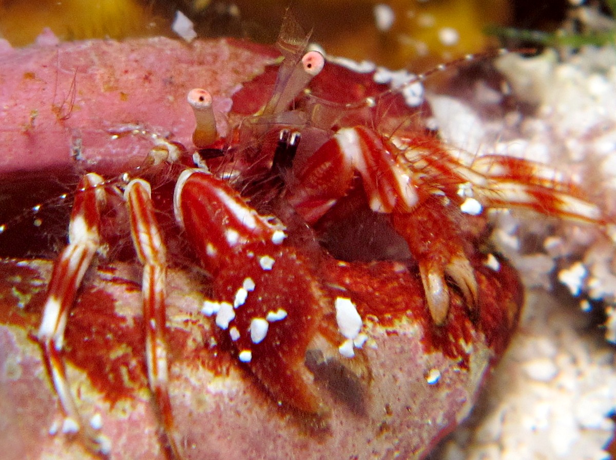 Red-Stripe Hermit Crab - Phimochirus holthuisi