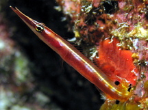 Arrow Blenny - Lucayablennius zingaro