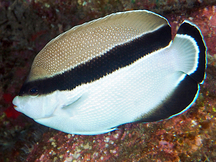 Banded Angelfish - Apolemichthys arcuatus