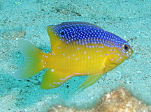Beaugregory - Stegastes leucostictus