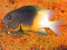 Bicolor Damselfish - Stegastes partitus