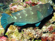 Bumphead Parrotfish - Bolbometopon muricatum