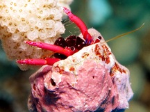 Haig's Hermit Crab - Calcinus haigae