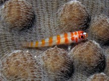 Candycane Dwarfgoby - Trimma cana