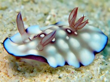 Bus Stop Chromodoris - Chromodoris hintuanensis