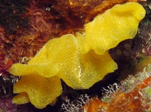 Yellow Calcareous Sponge - Arturia canariensis