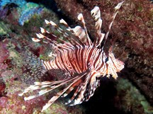 Common Lionfish - Pterois volitans