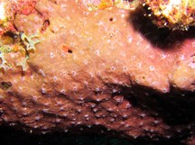 Coral Encrusting Sponge - Cliona langae