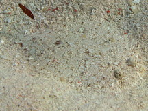 Eyed Flounder - Bothus ocellatus