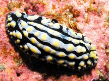 Fried-Egg Nudibranch - Phyllidia varicosa