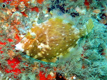 Fringed Filefish - Monacanthus ciliatus