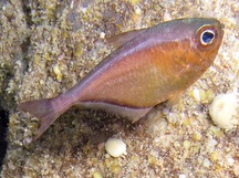 Glassy Sweeper - Pempheris schomburgkii