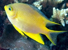 Golden Damselfish - Amblyglyphidodon aureus