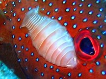 Cymothoid Isopod - Anilocra sp./Renocila sp.
