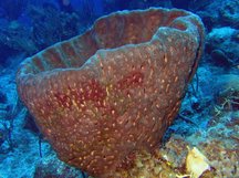 Leathery Barrel Sponge - Geodia neptuni