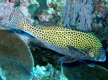 Many-Spotted Sweetlips - Plectorhinchus chaetodonoides