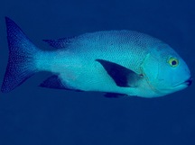 Midnight Snapper - Macolor macularis