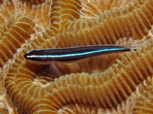 Neon Goby - Elacatinus oceanops
