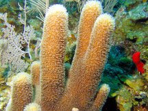 Pillar Coral - Dendrogyra cylindrus
