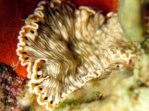 Lined Flatworm - Pseudoceros crozieri