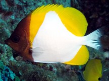 Pyramid Butterflyfish - Hemitaurichthys polylepis