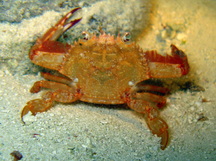 Redhair Swimming Crab - Portunus ordwayi
