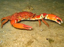 Red-Ridged Clinging Crab - Mithraculus forceps