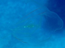 Red-Spot Comb Jelly - Eurhamphaea vexilligera