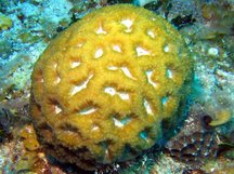 Rough Star Coral - Isophyllastrea rigida