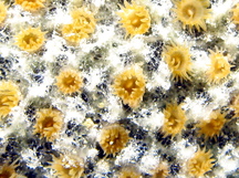 Sponge Zoanthid - Parazoanthus parasiticus