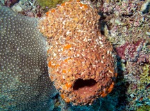 Stelletinopsis isis - Stelletinopsis isis