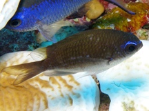 Sunshinefish - Chromis insolata