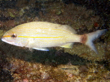 Tomtate - Haemulon aurolineatum