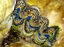 Flutted Giant Clam - Tridacna squamosa