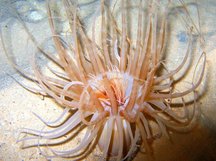 Banded Tube-Dwelling Anemone - Arachnanthus nocturnus