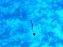 Pelagic Tunicate - Salpa sp.