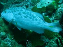 Yellowfin Grouper - Mycteroperca venenosa