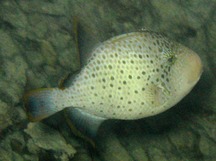 Yellowmargin Triggerfish - Pseudobalistes flavimarginatus
