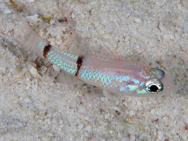 Barred Cardinalfish - Apogon binotatus - Bonaire