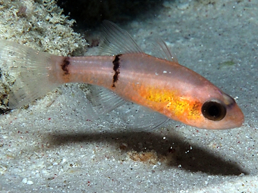 Barred Cardinalfish - Apogon binotatus - Bonaire