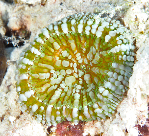 Atlantic Mushroom Coral - Scolymia lacera - Bonaire