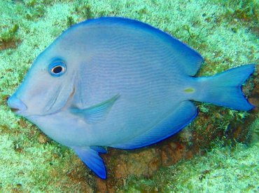 Blue Tang - Acanthurus coeruleus - Key Largo, Florida