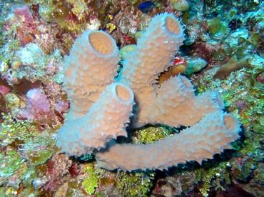 Branching Vase Sponge - Callyspongia aculeata - Little Cayman