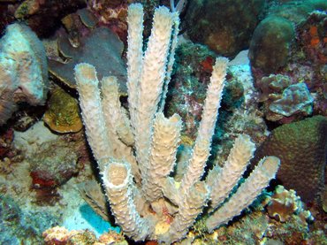 Branching Vase Sponge - Callyspongia aculeata - Bonaire
