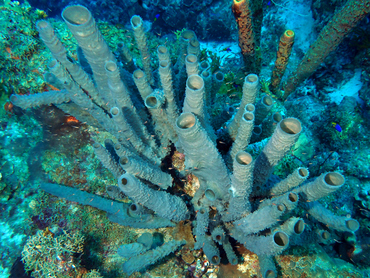 Branching Vase Sponge - Callyspongia aculeata - Bonaire